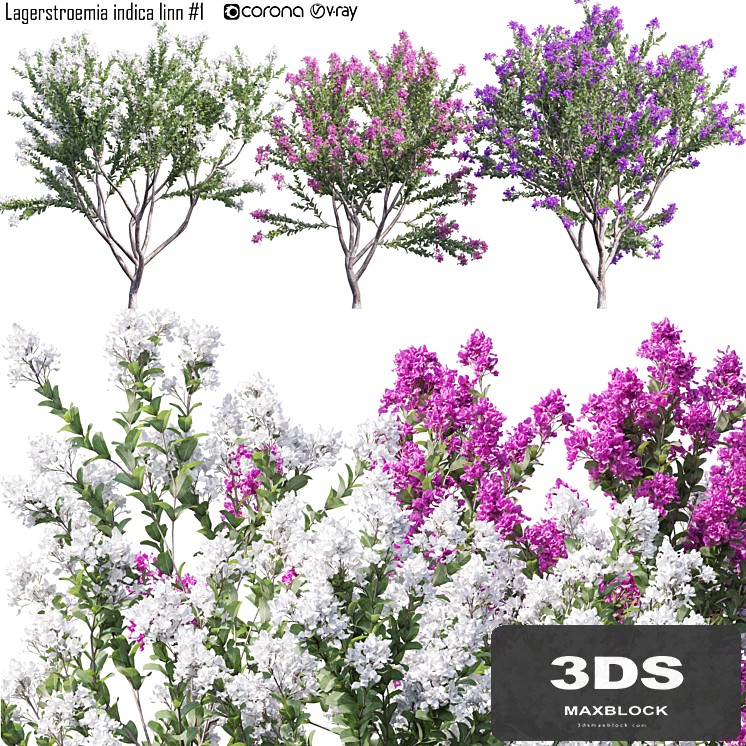 Lagerstroemia indica linn # 1