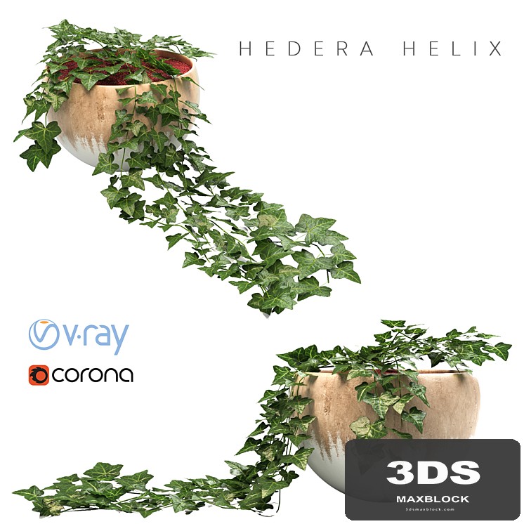 ivy planter