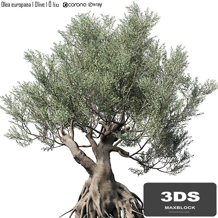 Olive Tree (Europa Olea) # 1