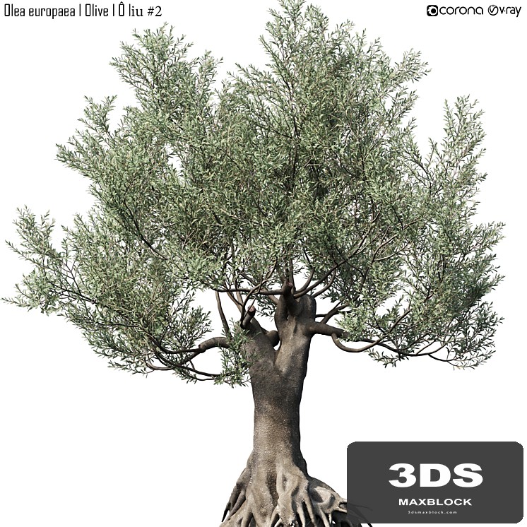 Olive Tree (Europa Olea) # 2