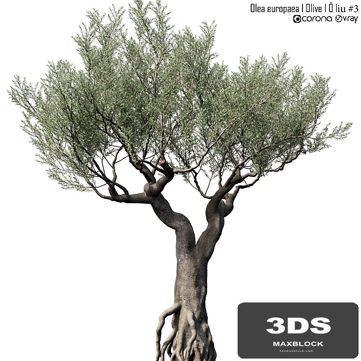 Olive Tree (Europa Olea) # 3