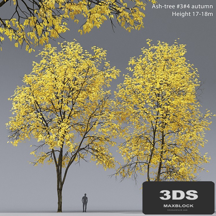Autumn Ash | Ash-tree autumn # 3_4 (17-18m)