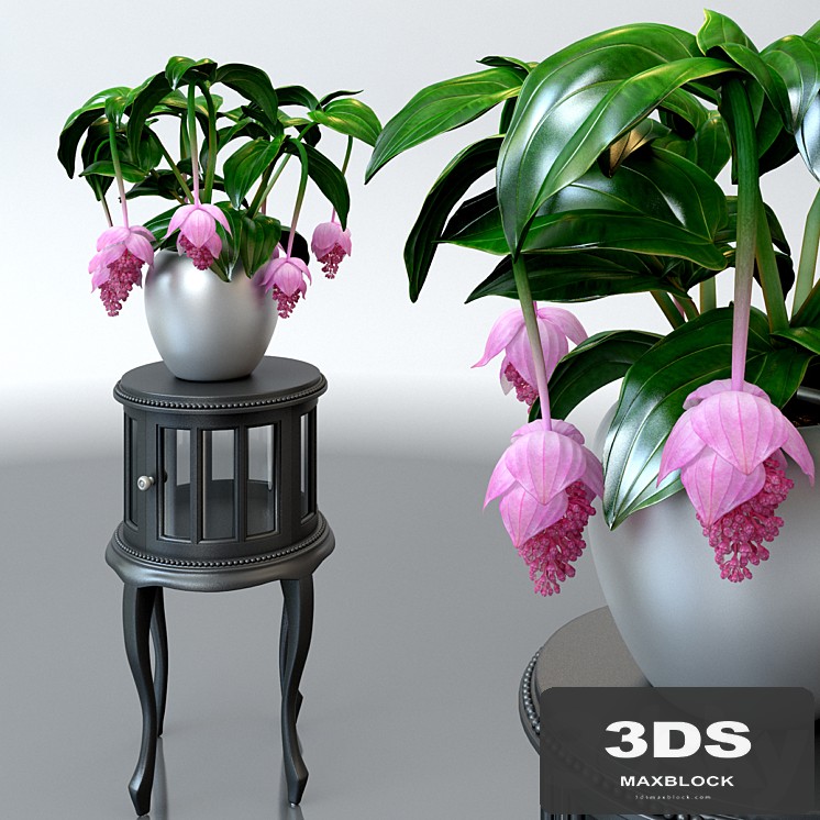 Medinilla magnificent / Medinilla Magnifica flower on a pedestal