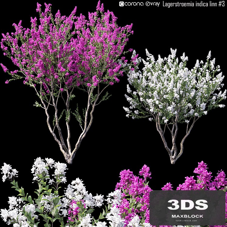 Lagerstroemia indica linn # 3