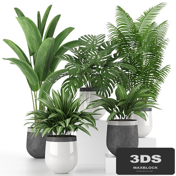 Houseplant Collection 03
