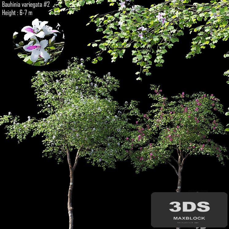 Bauhinia variegata # 2