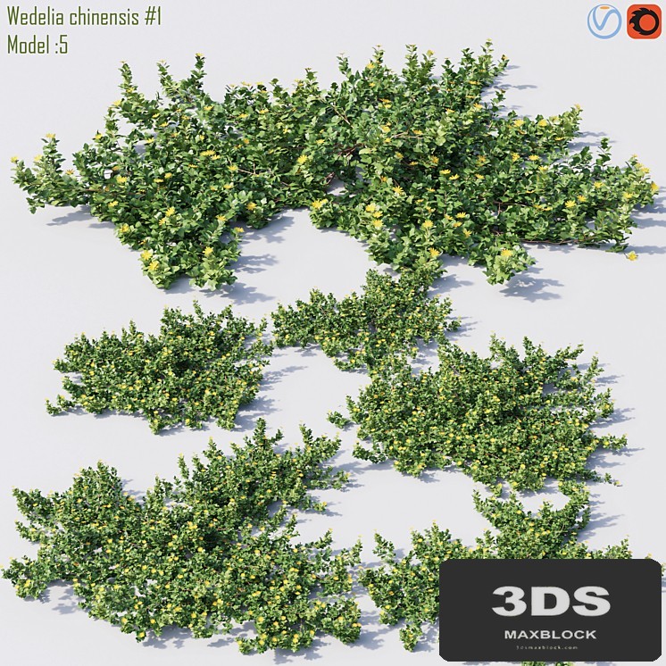 Wedelia chinensis # 1