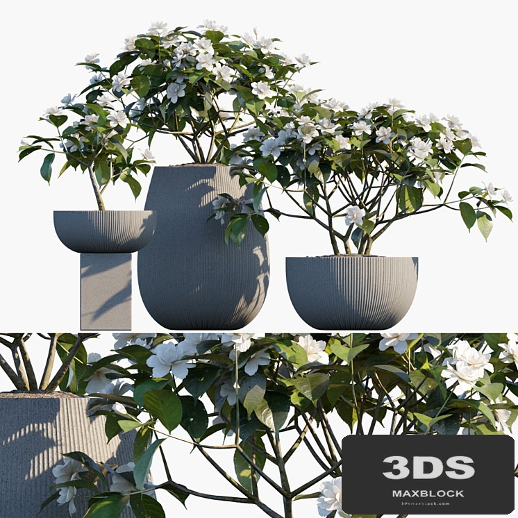 Plant in pots # 48: Gardenia jasminoides