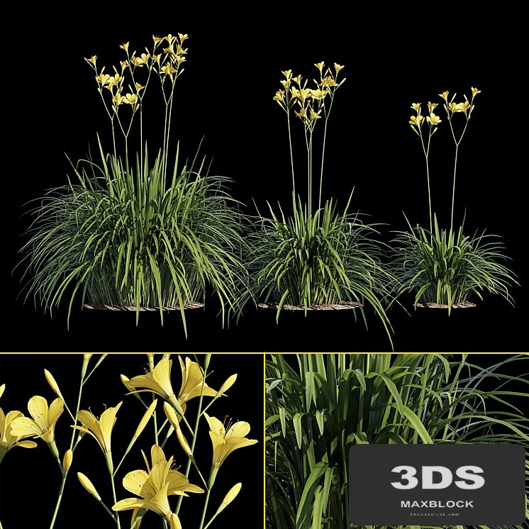 Hemerocallis