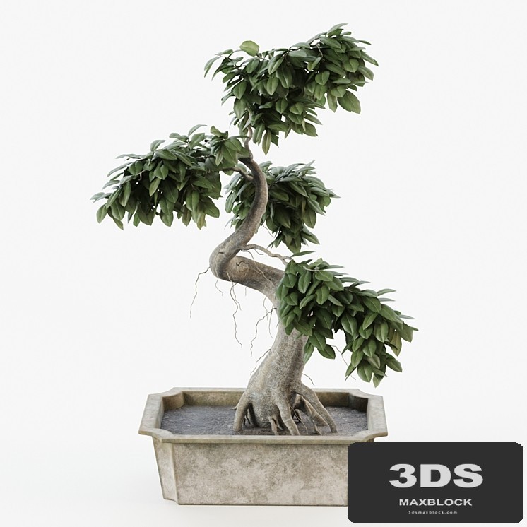 Bonsai tree ficus