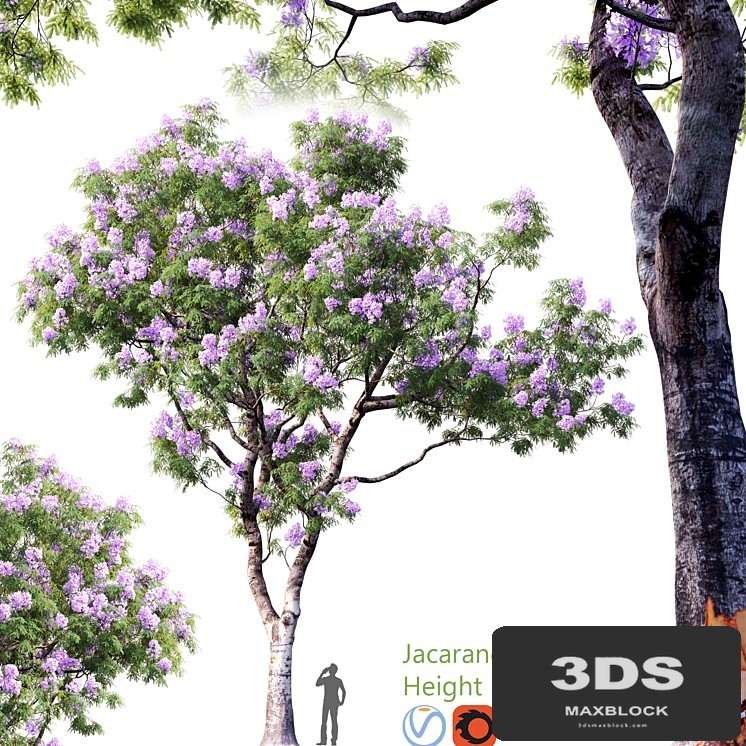 Jacaranda mimosifolia | Height = 15m # 2