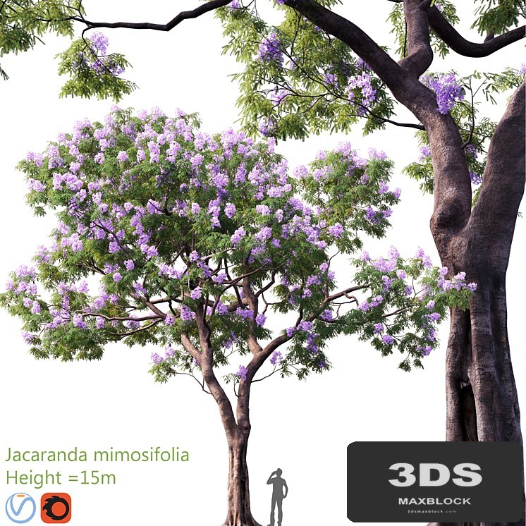Jacaranda mimosifolia | Height = 15m # 3