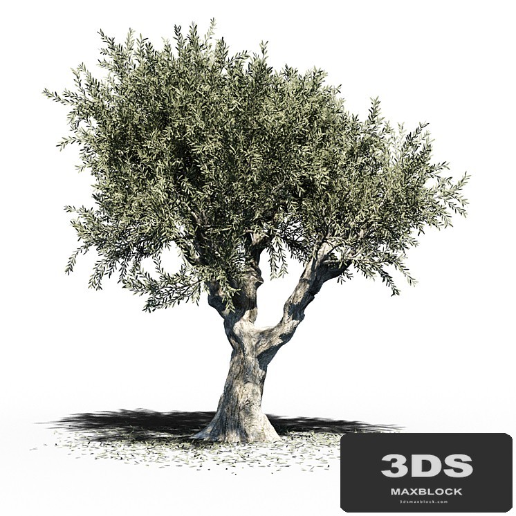 Olive Tree (Europa Olea) v2