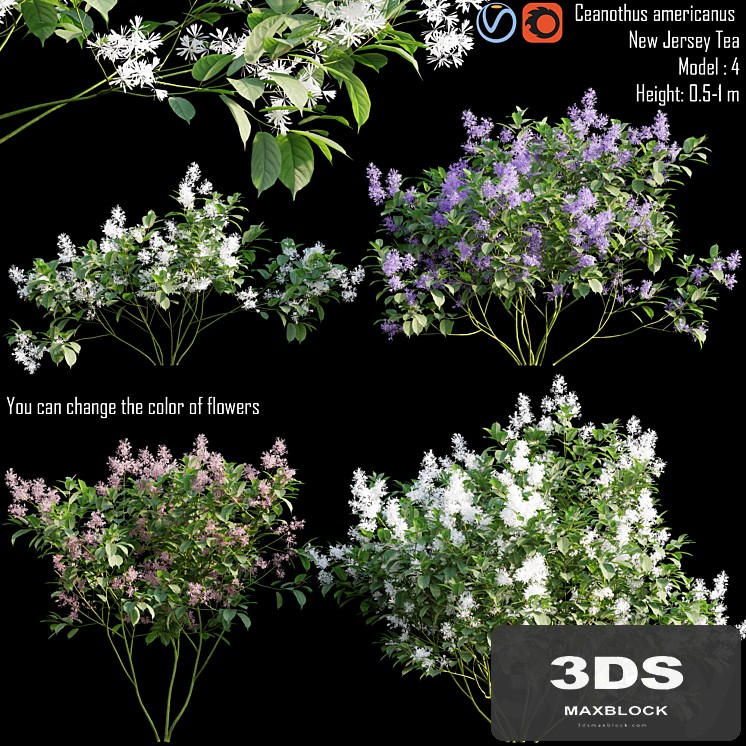 Ceanothus americanus | New Jersey Tea # 1