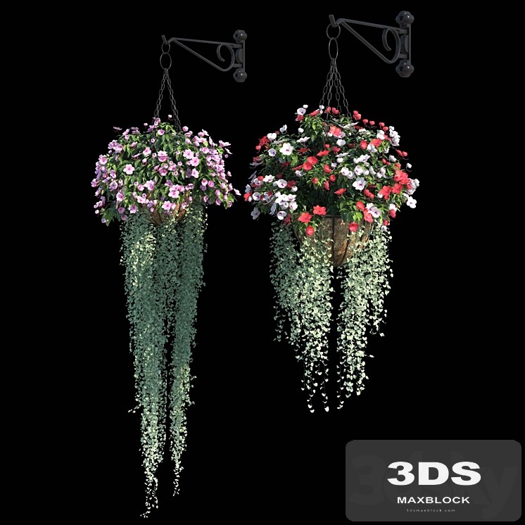 Set of plants No. 2 (balsamine + dichondra)