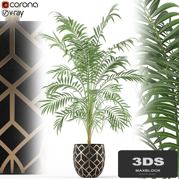 Plants collection 216