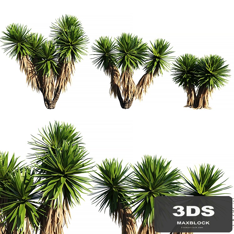 Yucca Plants 2 (3 MODEL)