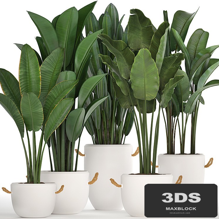 A collection of banana palms in white modern pots with strelitzia, ravenala, office flowers. Set 435.