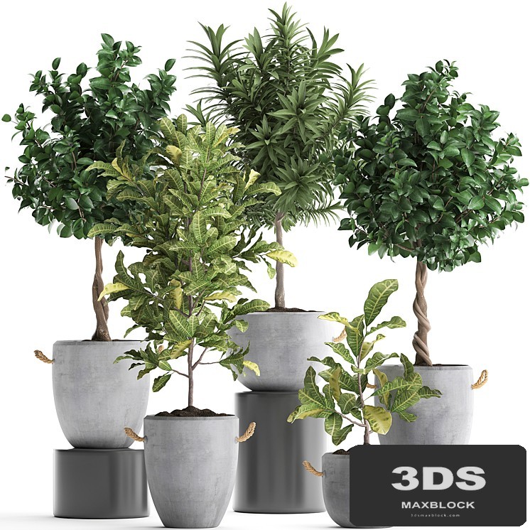 Collection of small trees in concrete pots with handles with Lemon tree, croton, oleander, citrus. Set 437.