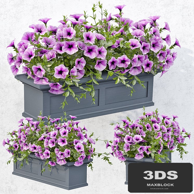 Lilac Petunia