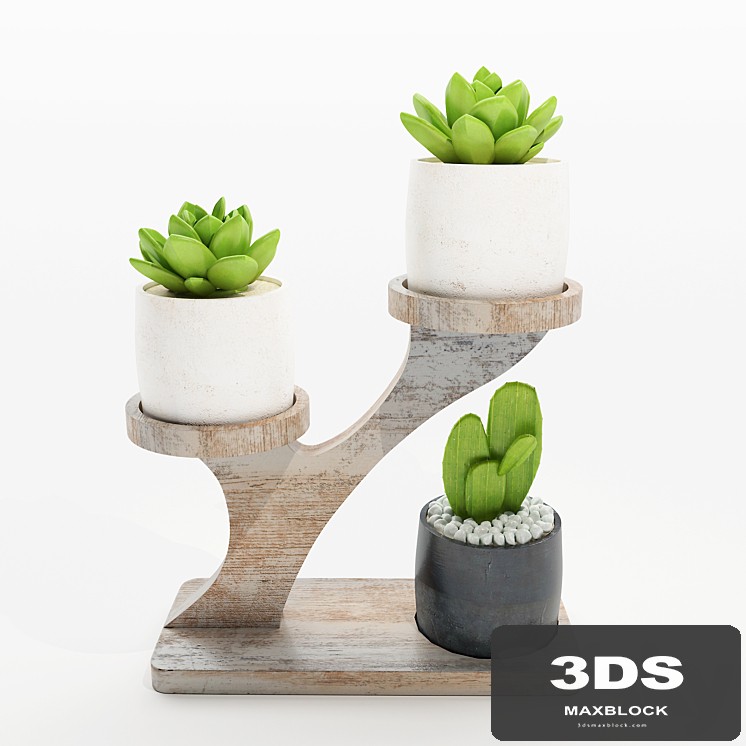 Cactus