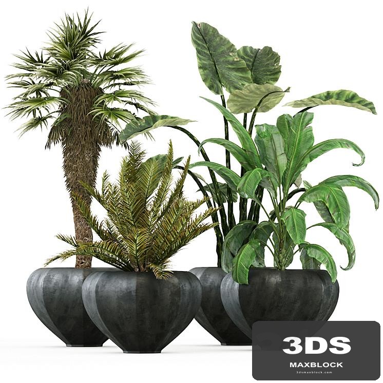 plant-01