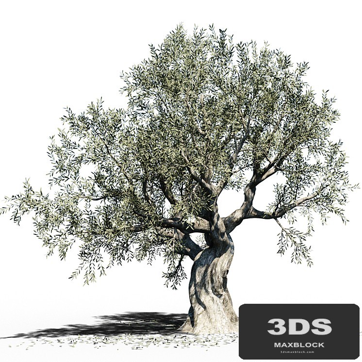 Olive Tree (Europa Olea) # 3