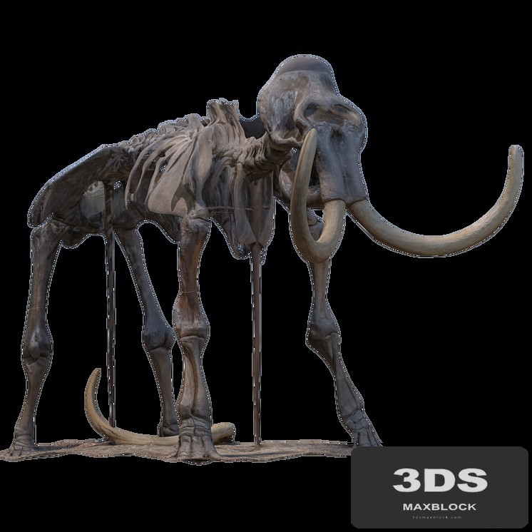 Mammoth skeleton