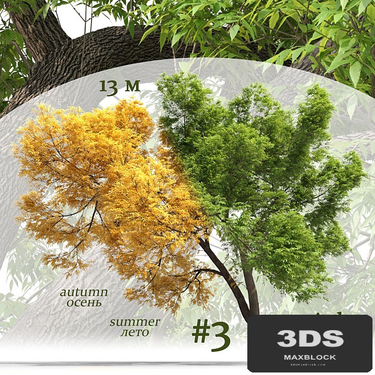 Ash-tree / Fraxinus #3