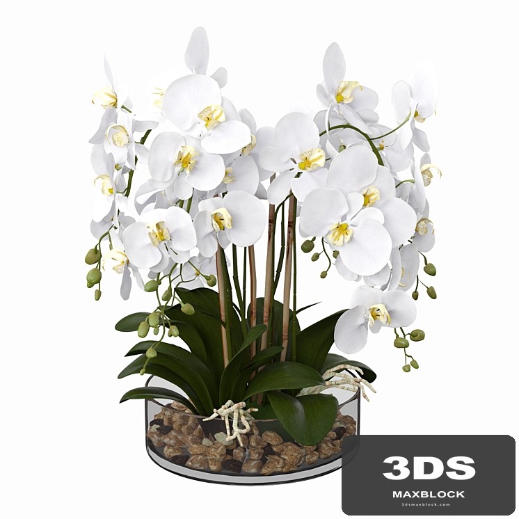Phalaenopsis orchid