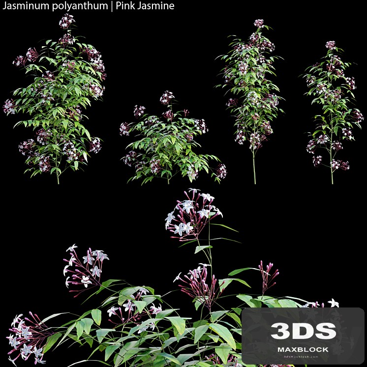 Jasminum polyanthum | Pink Jasmine 01