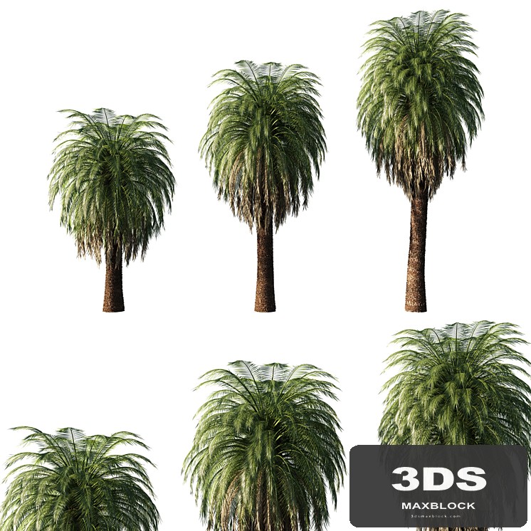 Macrozamia Moorei_palm tree 02