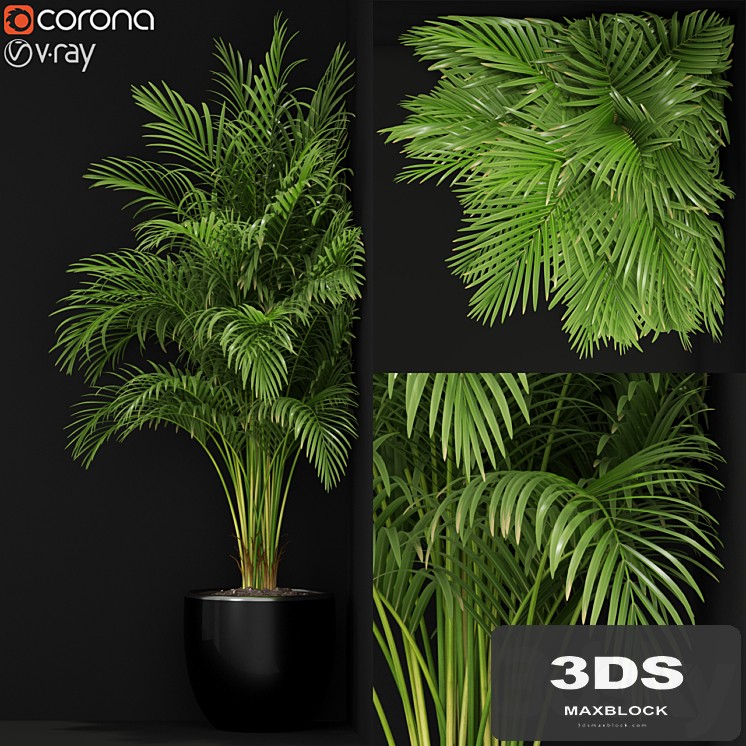 Plants collection 259