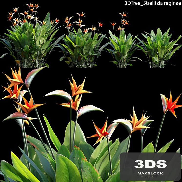 Strelitzia reginae 02