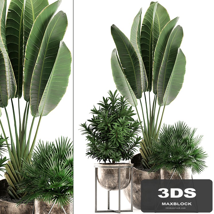Collection of small plants in modern luxury round pots with Ravenala, pot, palm hamerops, dracaena. Set 471.