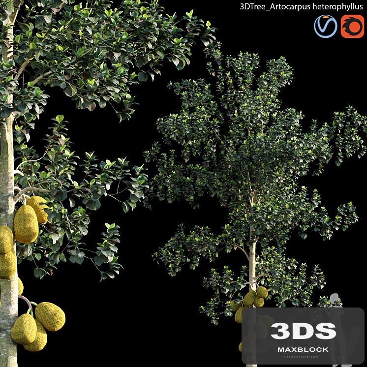 Artocarpus heterophyllus 01