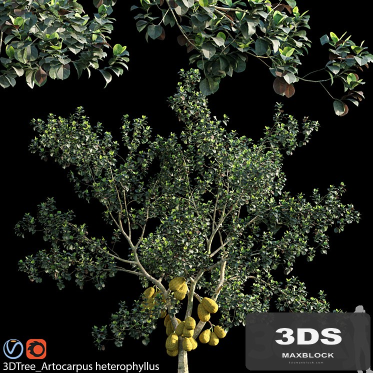 Artocarpus heterophyllus 02