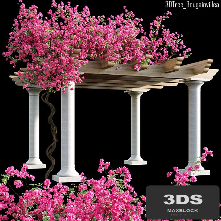 Bougainvillea 08