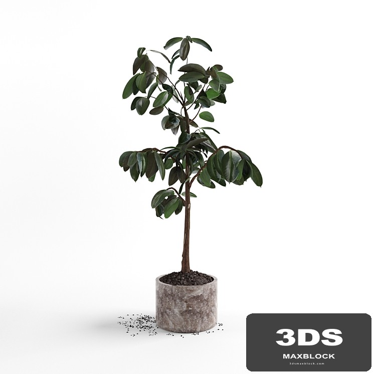 Ficus plant