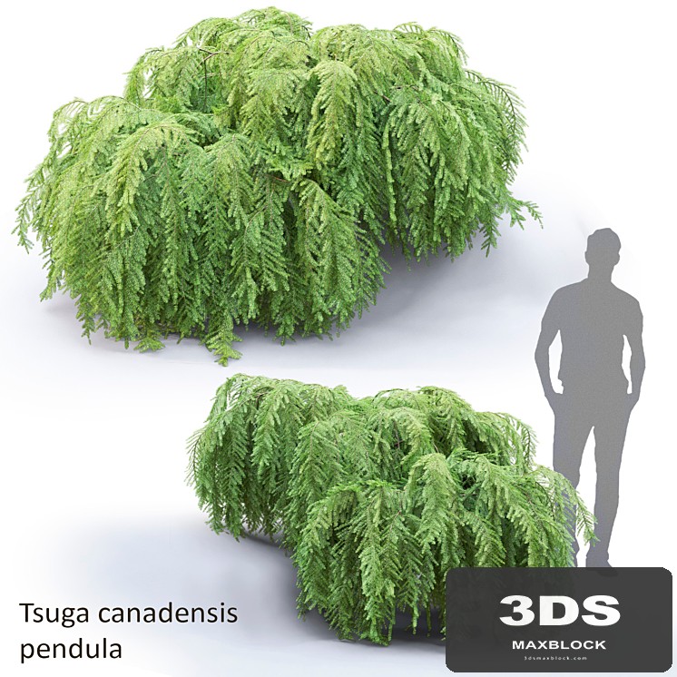 Tsuga canadian dangling | Tsuga canadensis pendula # 1