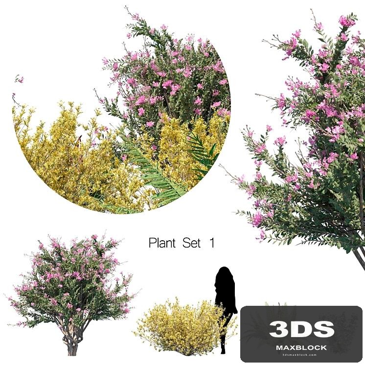Plant set 1