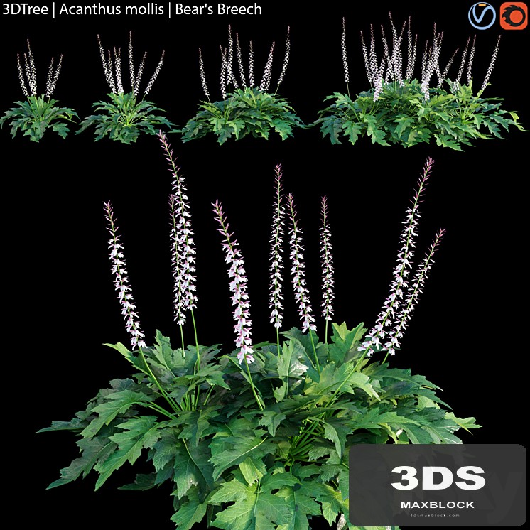 Acanthus mollis | Bear's breech