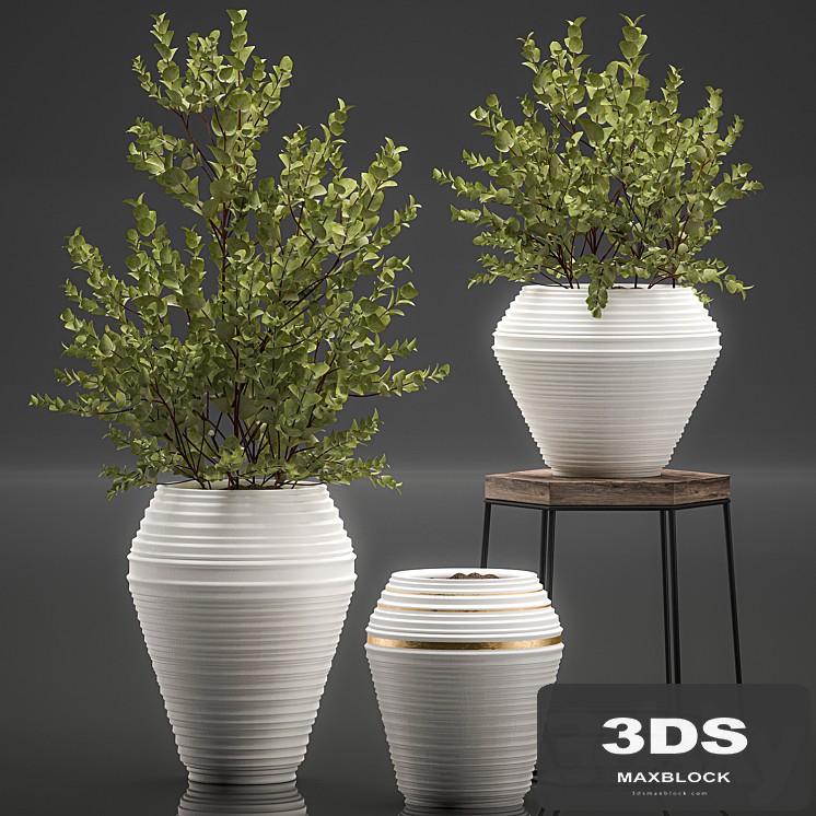 Collection with a small decorative tree Eucalyptus ash bush in a white ethnic pot vase. Set 538. - View 1