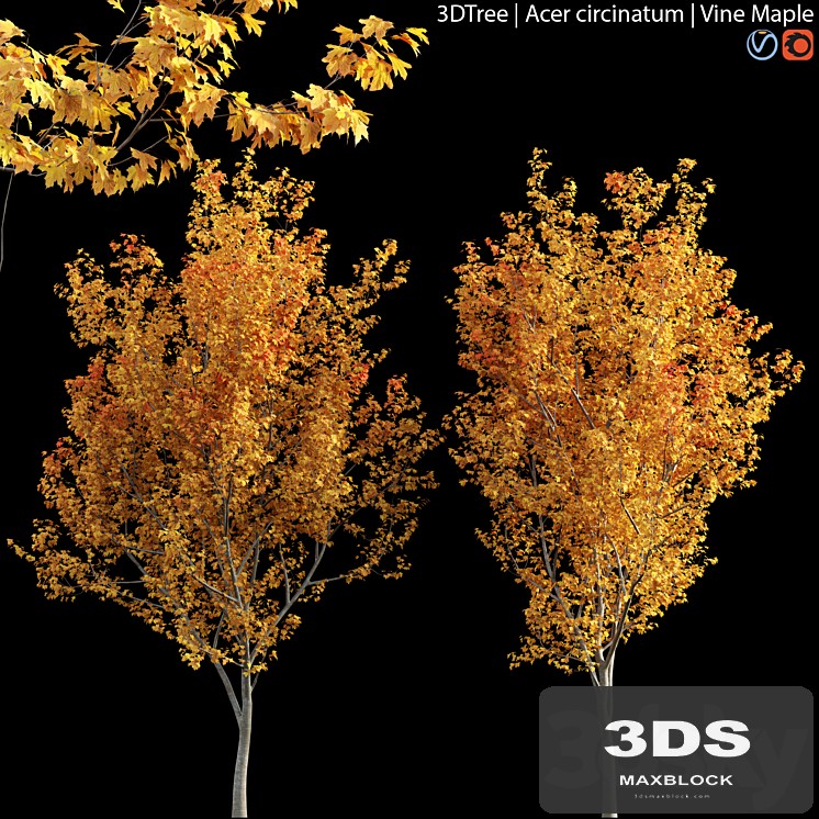 Acer circinatum | Vine Maple 04