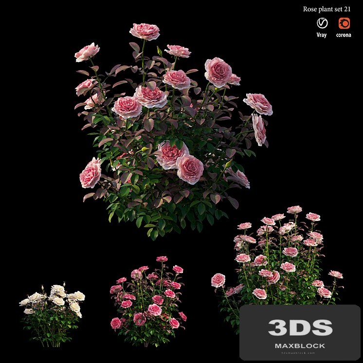 Rose plant set 21