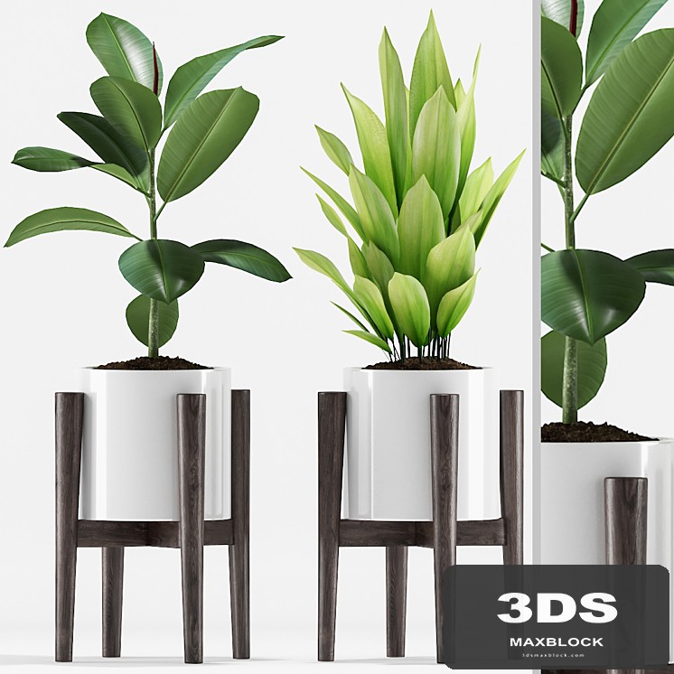 Plants 208