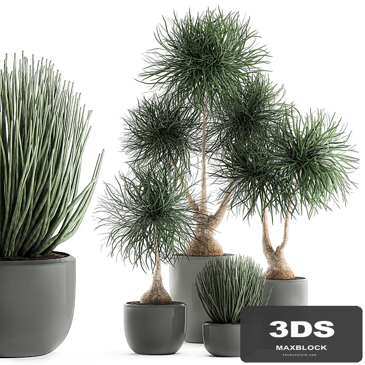 Collection of exotic plants in pots with bent Bokarnea, Dracaena, Sansevieria, desert plants. Set 540.