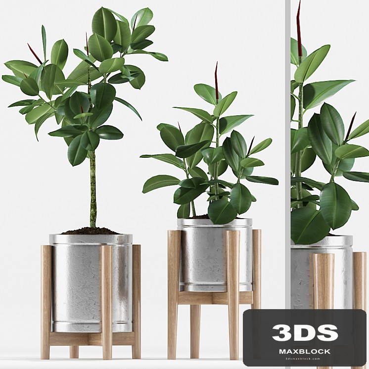 Plants 210