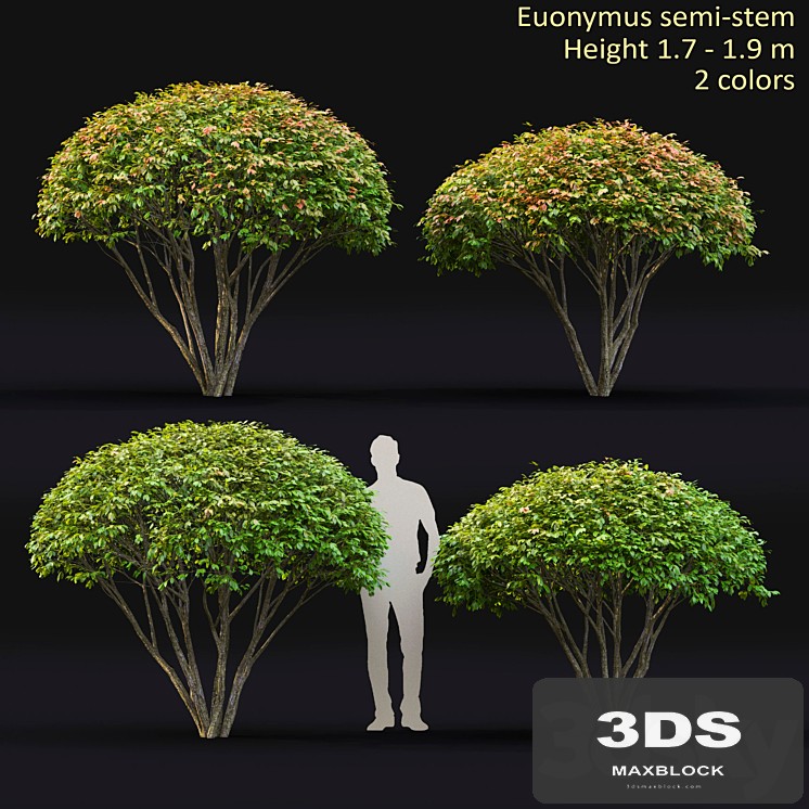 Euonymus