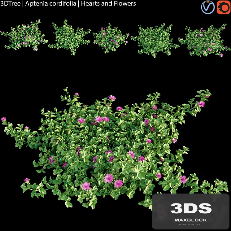 Aptenia cordifolia | Hearts and flowers